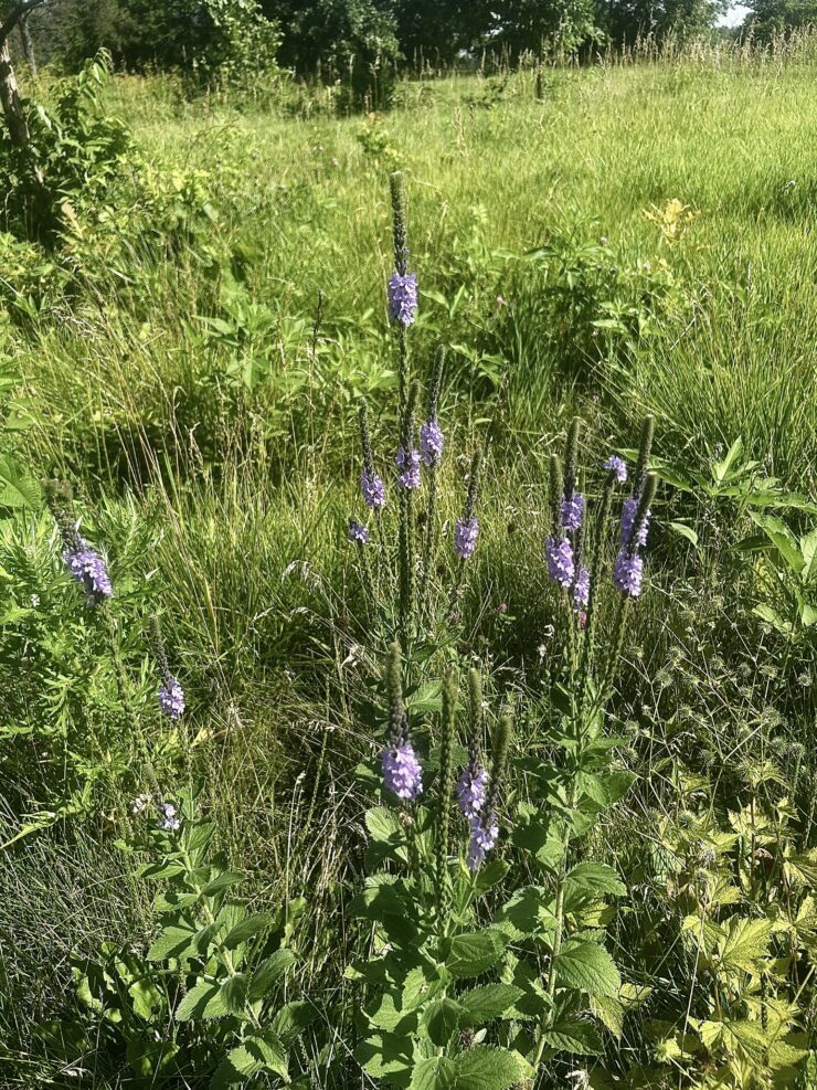 Native prairie flowers in Chichaqua Bottoms Greenbelt

