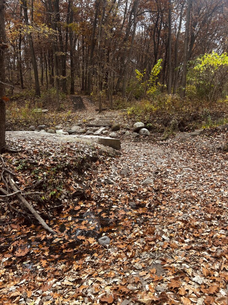 A creek choked with leaves in Jester Park